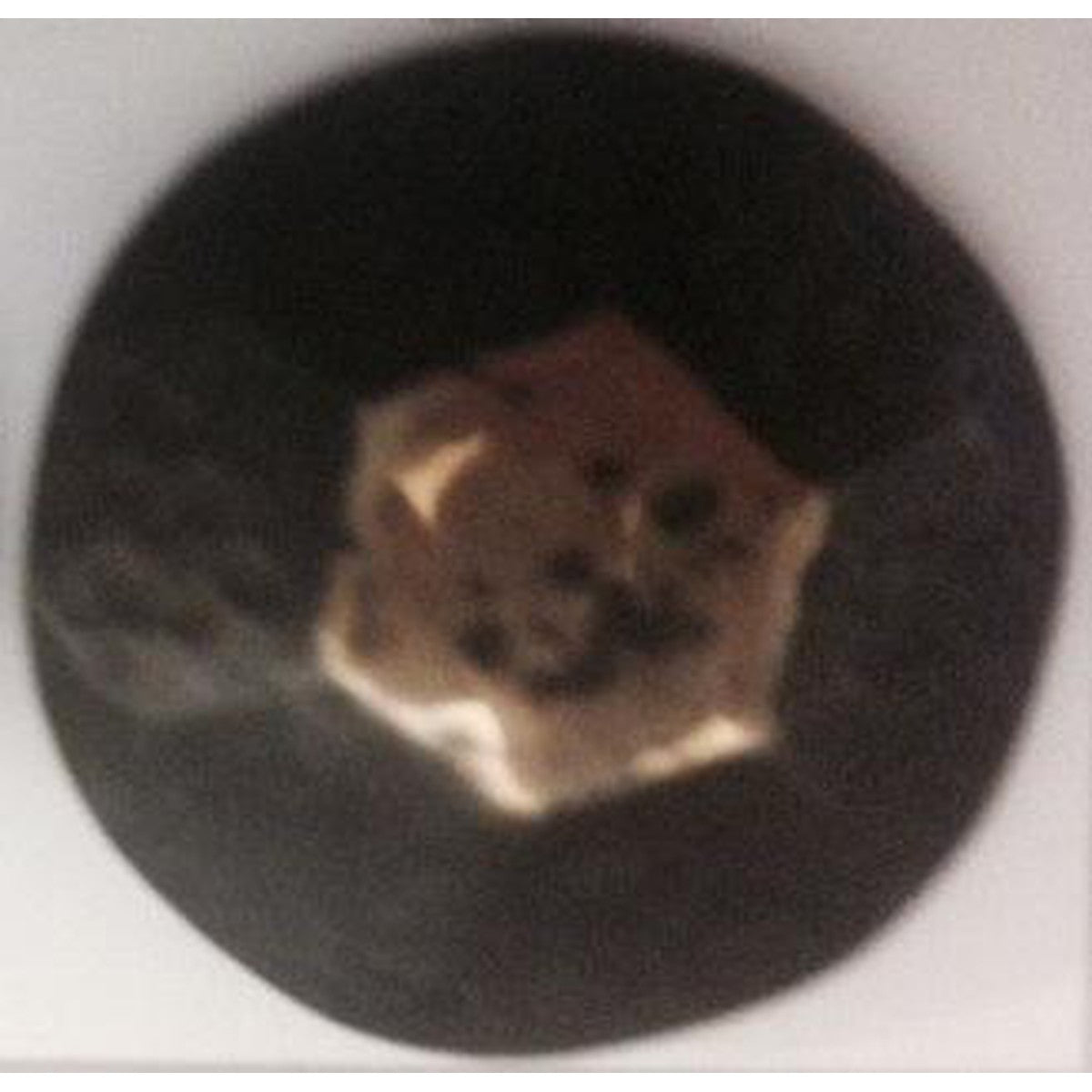 Artex Starburst Upholstery Nails - 250 Per Box - Alan Richard Textiles, LTD Artex Decorative Upholstery Nails - Exclusive Collection